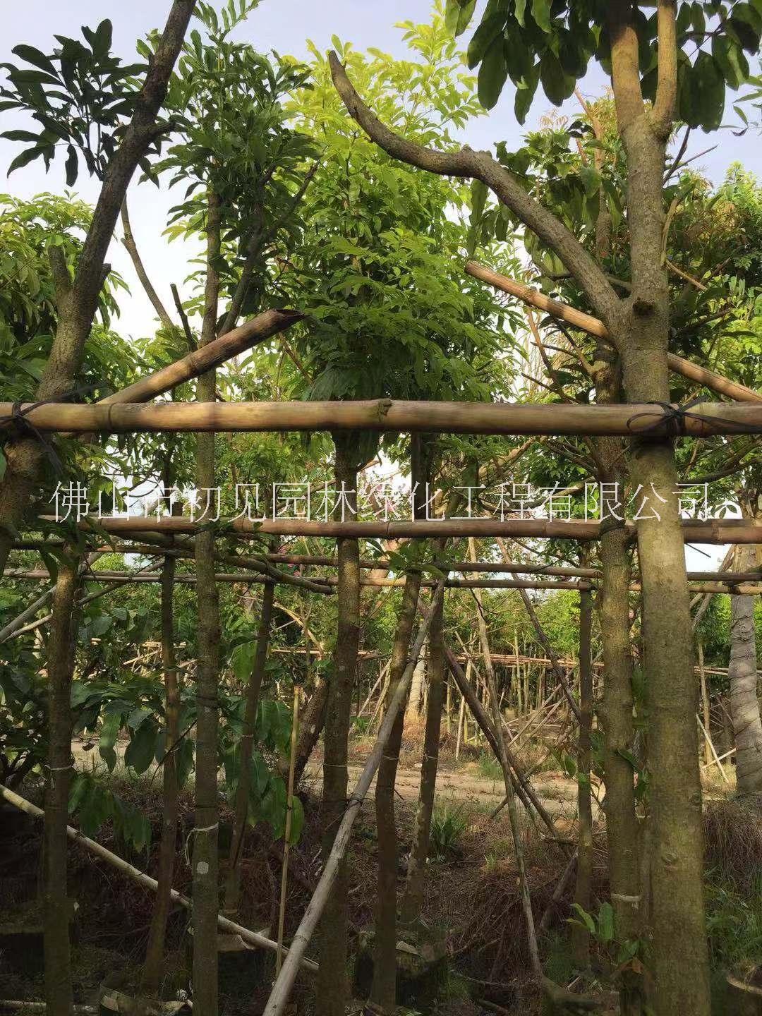 自產(chǎn)自銷苗木圖片/自產(chǎn)自銷苗木樣板圖 (4)