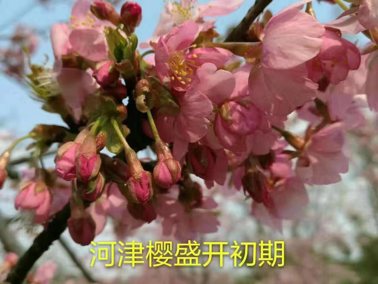 山东河津樱花批发基地/优质供应商