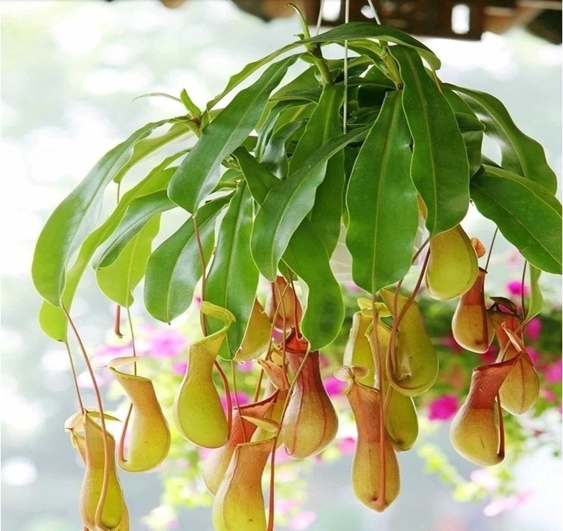 武漢四季常青的大小植物花卉送貨，武漢園林綠化工程苗木銷售