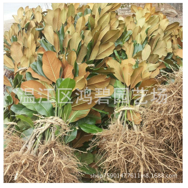 广玉兰种植基地