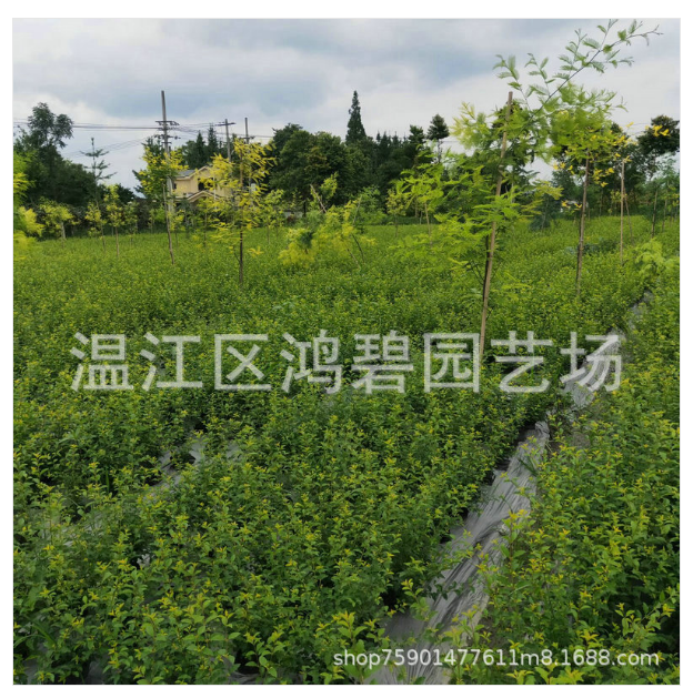 红花继木苗木种植基地直销报价