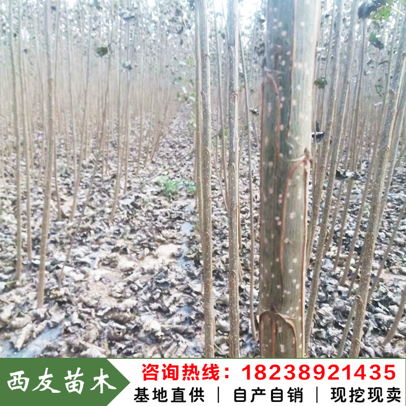 河南杨树苗批发107速生杨树苗价格白杨树苗求购107杨树苗厂家图片