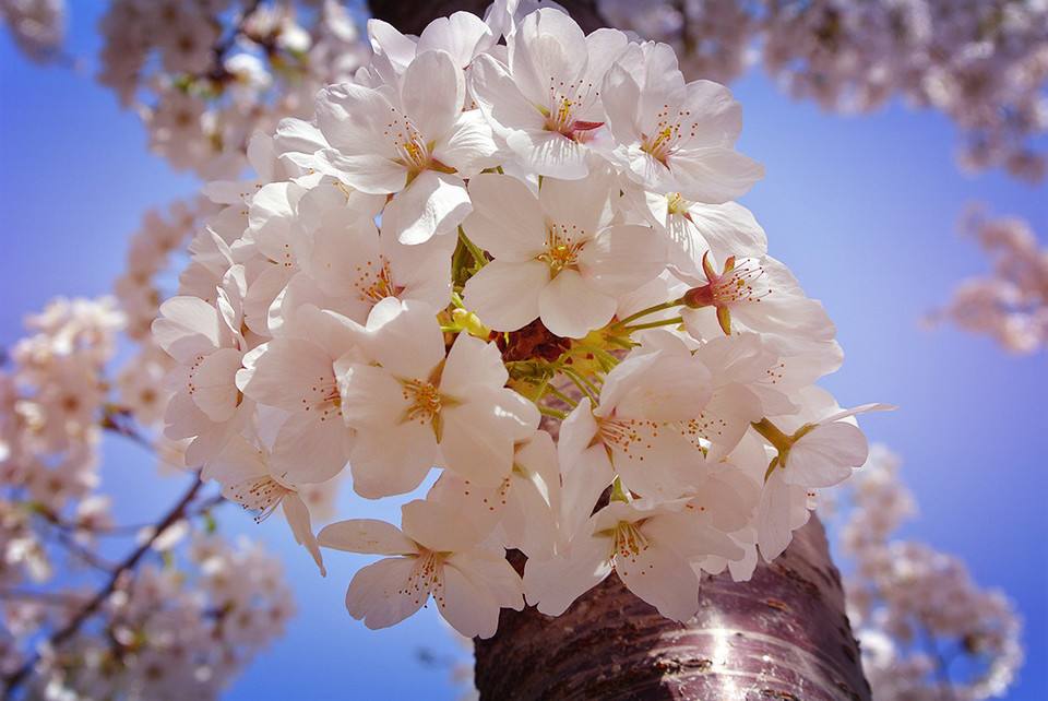 染井吉野櫻圖片/染井吉野櫻樣板圖 (1)