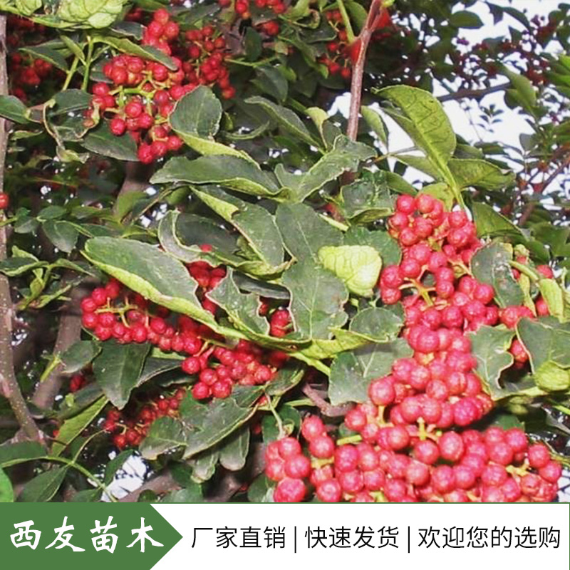 河南花椒苗价格 花椒树苗批发大红袍花椒苗求购狮子头花椒苗花椒小苗图片