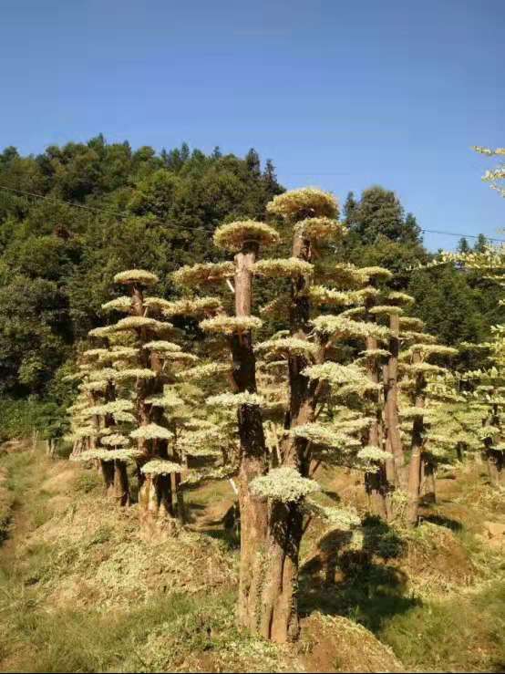 湖南造型金冠女贞种植基地-湖南造型金冠女贞批发价格-【湖南富兴花木基地】