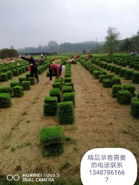 郴州市湖南马尼拉草坪种植基地厂家湖南马尼拉草坪种植基地-湖南马尼拉草坪批发价格-【友谊草坪苗木基地】