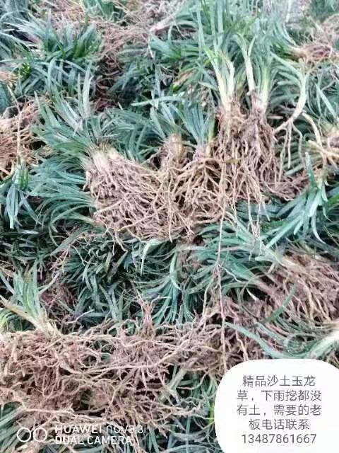 广西沙土玉龙草种植基地-广西沙土玉龙草批发价格-【友谊草坪苗木基地】图片