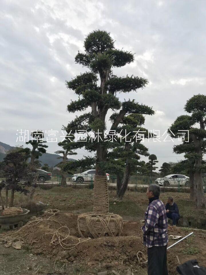 浏阳造型榆树哪些规格好卖30公分造型榆树哪里便宜图片