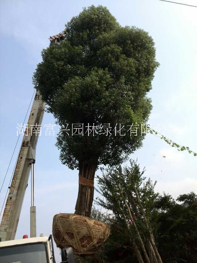 湖南精品香樟直销基地