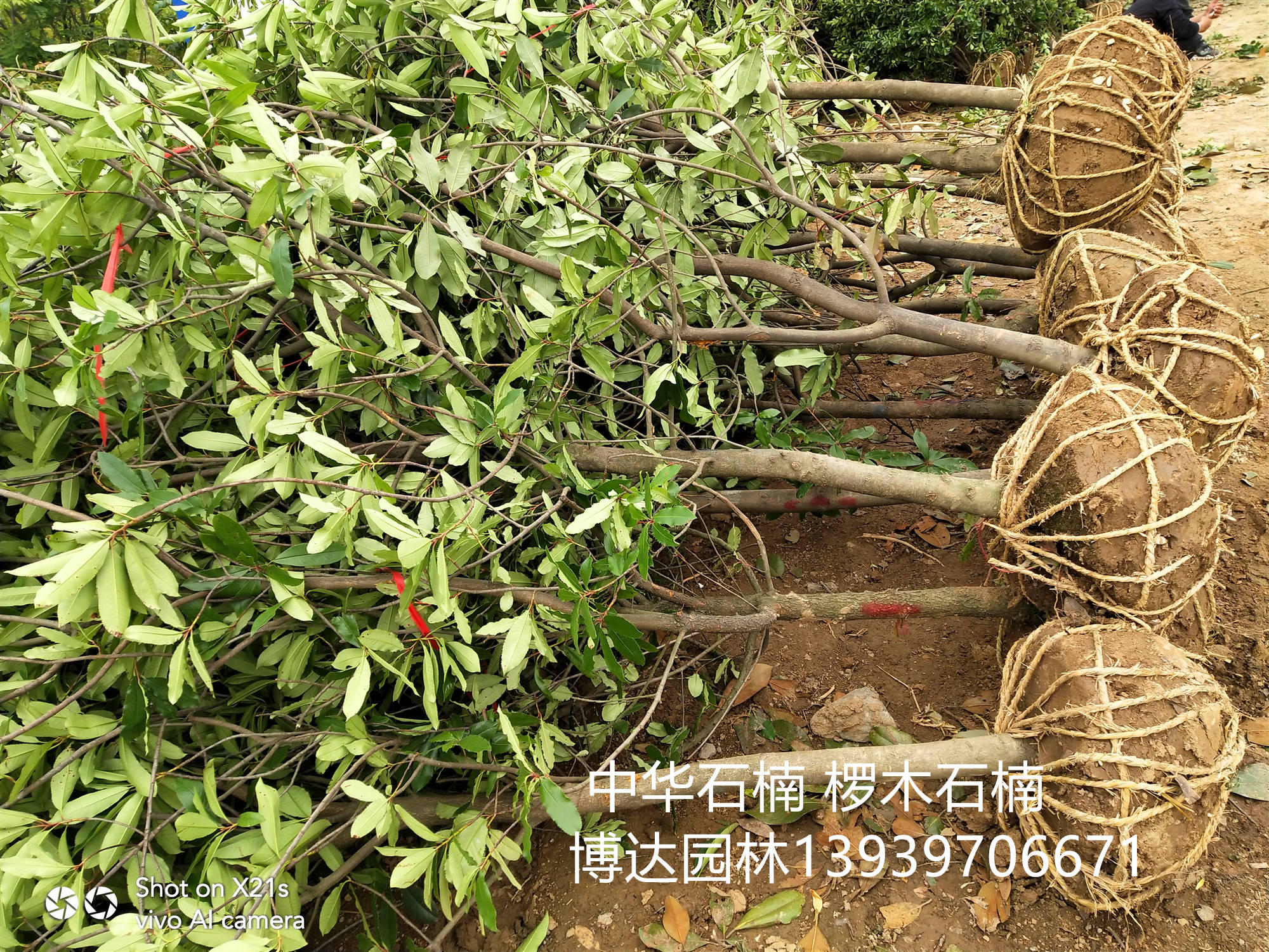 信阳市广玉兰树苗厂家供应广玉兰树苗种植基地