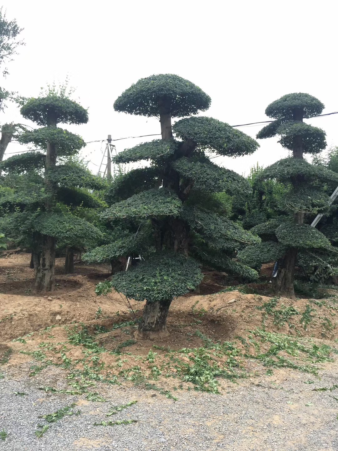 供应京山对节白蜡盆景价格对节白蜡厂家图片