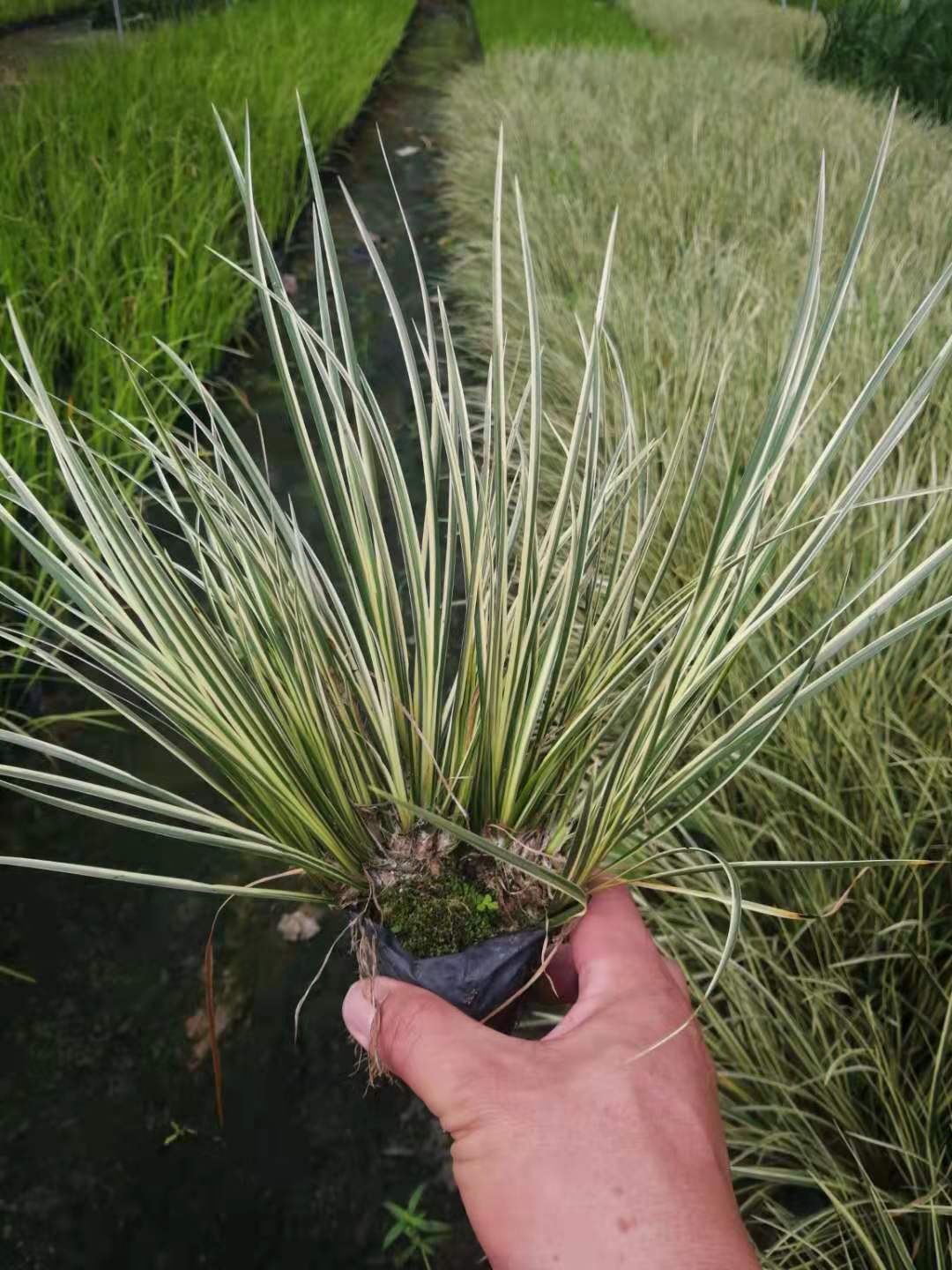 福建金叶苔草种植基地_批发价格