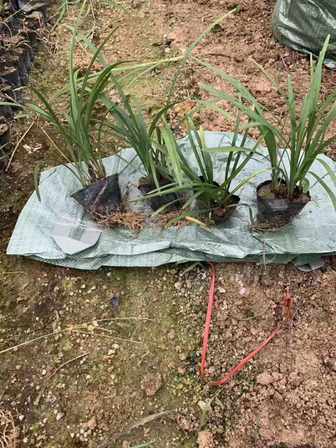 福建兰花三七批发基地/优质供应商价格