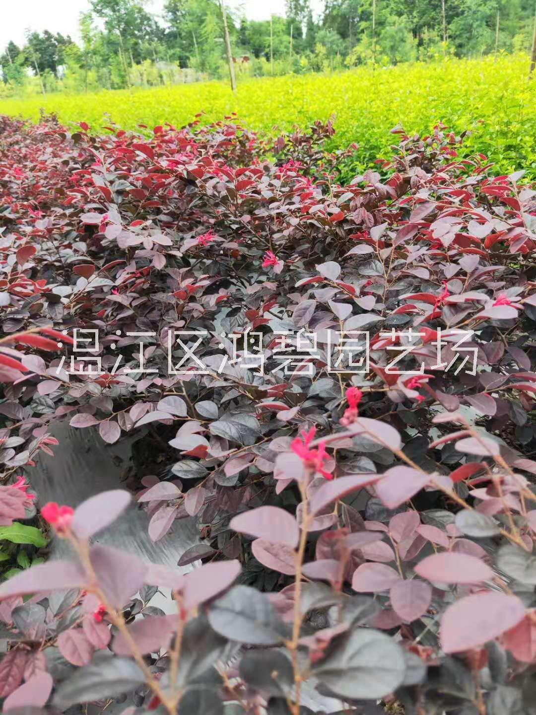 成都市红继木厂家红继木苗木种植基地，红继木批发，红继木价格