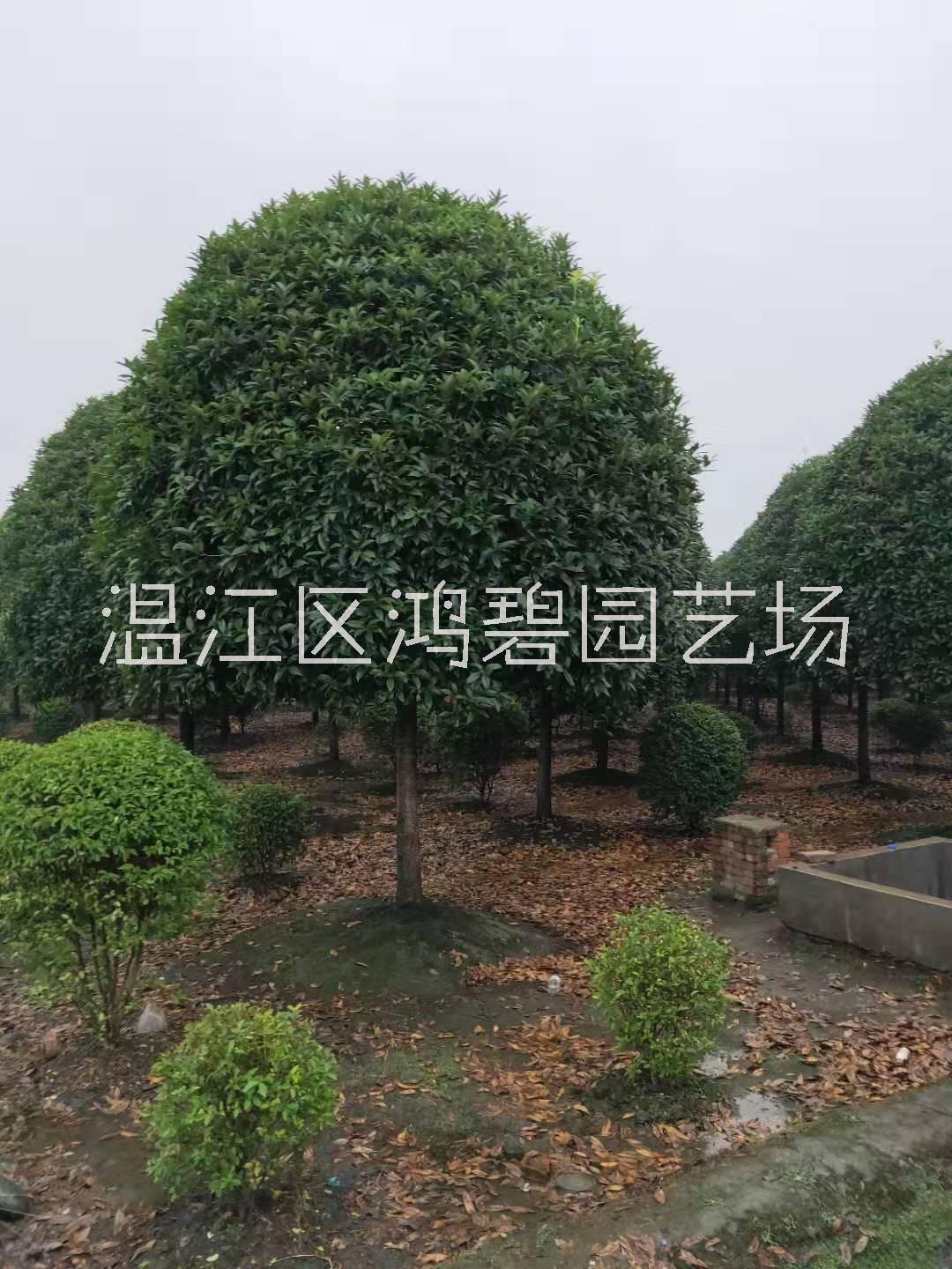 桂花苗木种植基地，四川桂花苗木，供应优质精品桂花树，桂花树价格图片