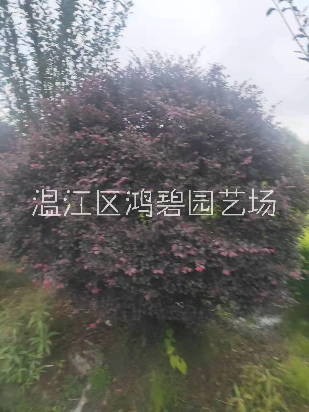 成都市红继木厂家