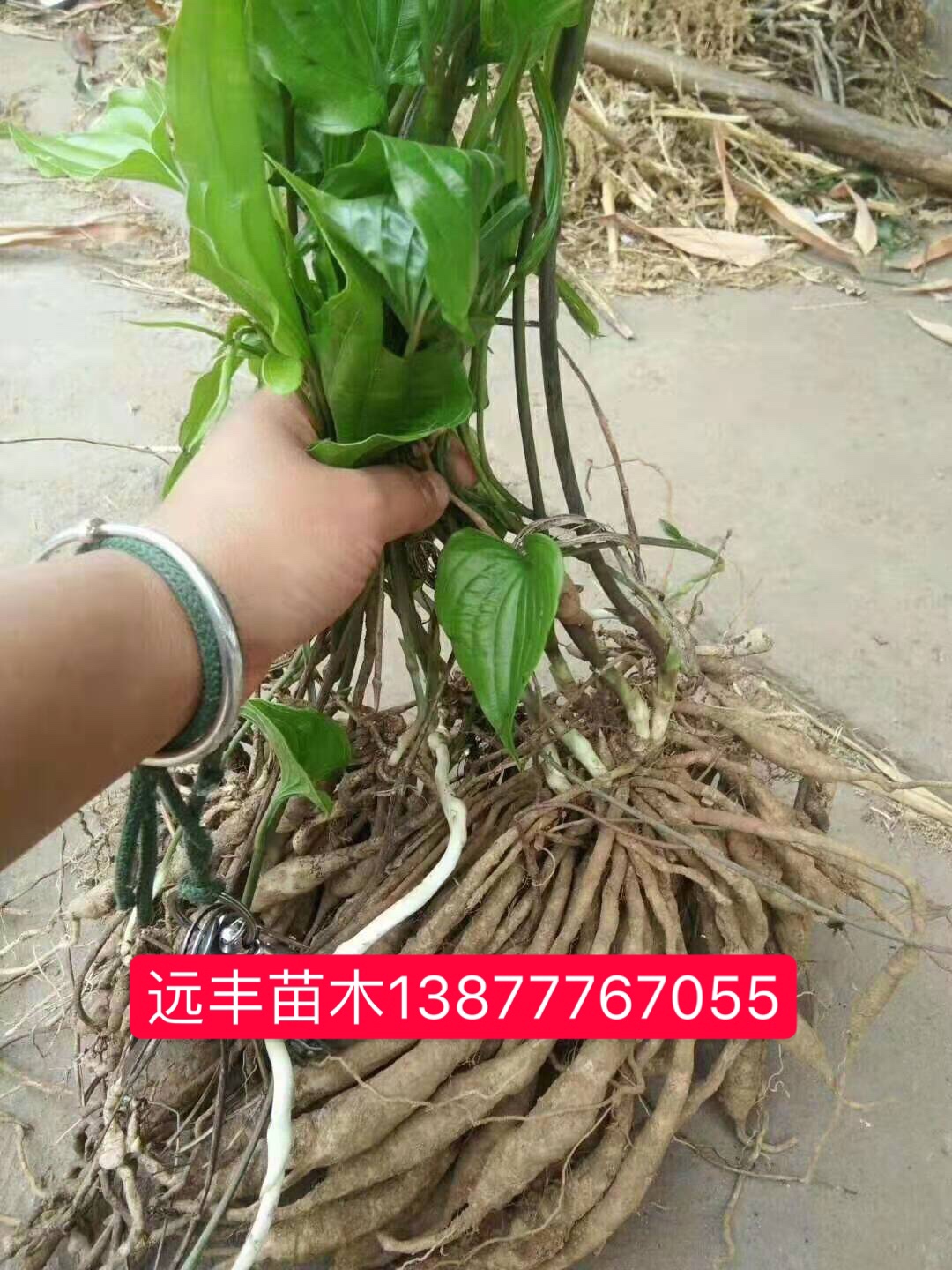 中药百部种苗厂家-价格-供应商