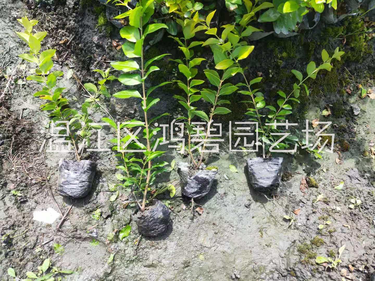 金禾女贞苗供应价格、种植基地、批发【温江区鸿碧园艺场】图片