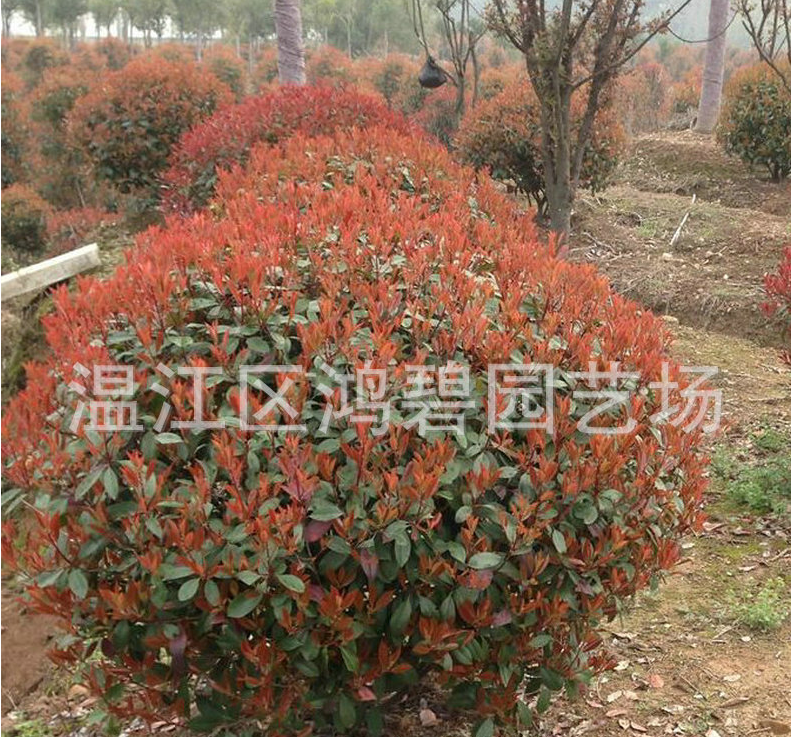 红叶石楠苗木种植基地-批发价格图片