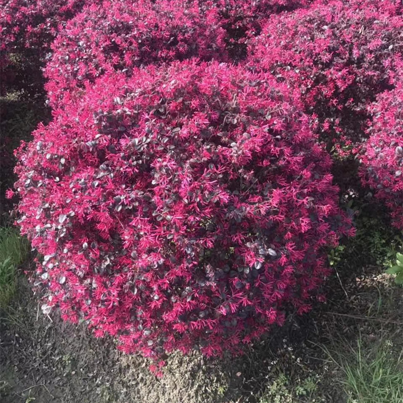 武汉花卉植物租赁室内花卉租摆，武汉办公楼绿化养护绿植租摆图片