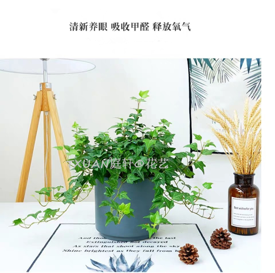 TXUAN庭轩®花艺承接宾馆,酒店,医院,银行,写字楼,企事业单位的绿植租赁，免费上门设计 欢迎来电咨询!常春藤图片