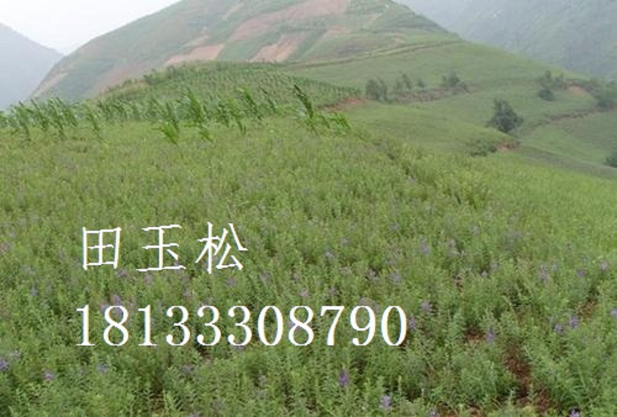 丹參，。種苗的種植方法，批發(fā)價格