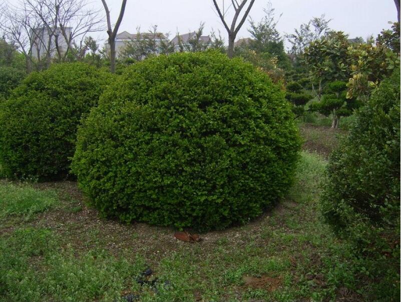 武汉室内花卉植物大花蕙兰盆栽，年宵花卉礼品杜鹃开业乔迁盆景图片