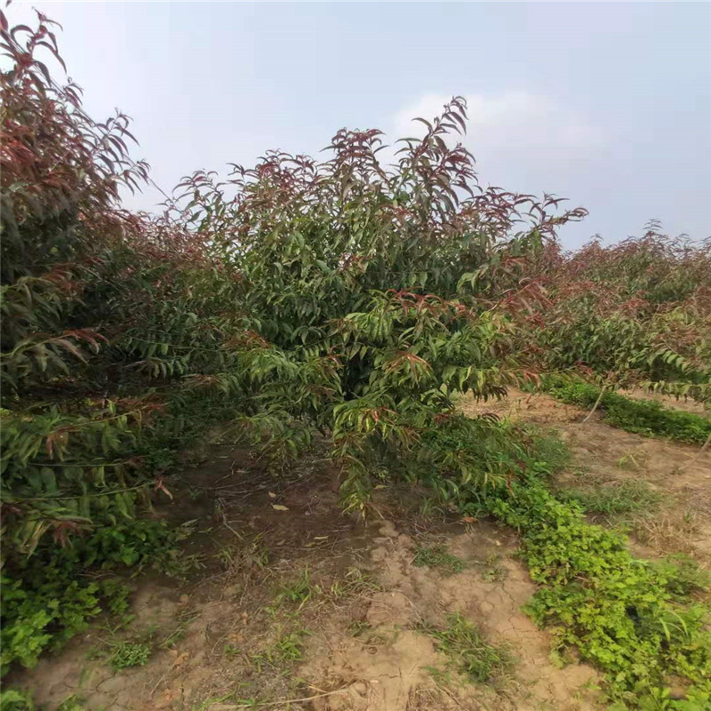 紅葉碧桃圖片/紅葉碧桃樣板圖 (1)