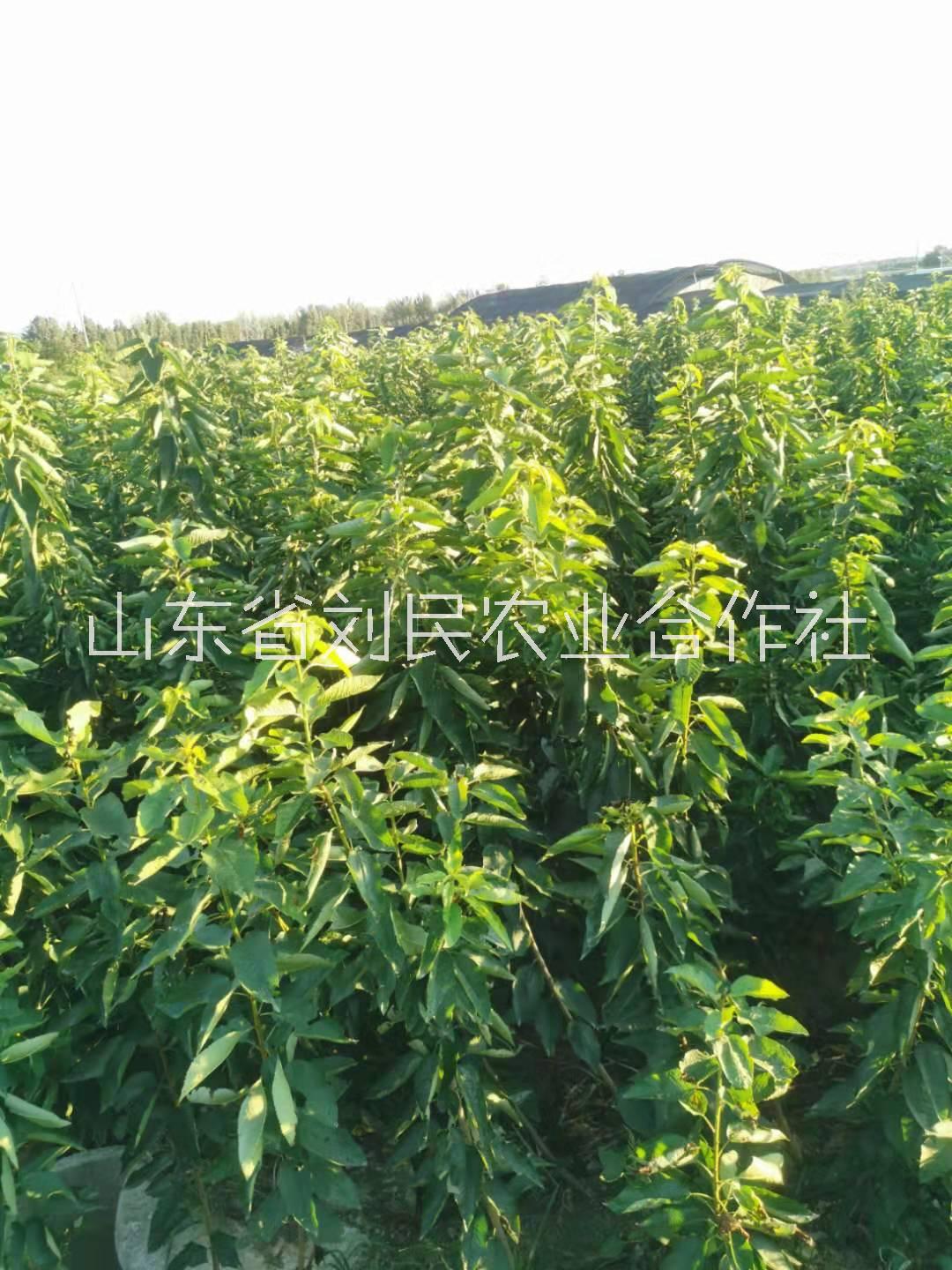 樱桃苗种植基地 山东樱桃苗种植基地 樱桃苗种植价格