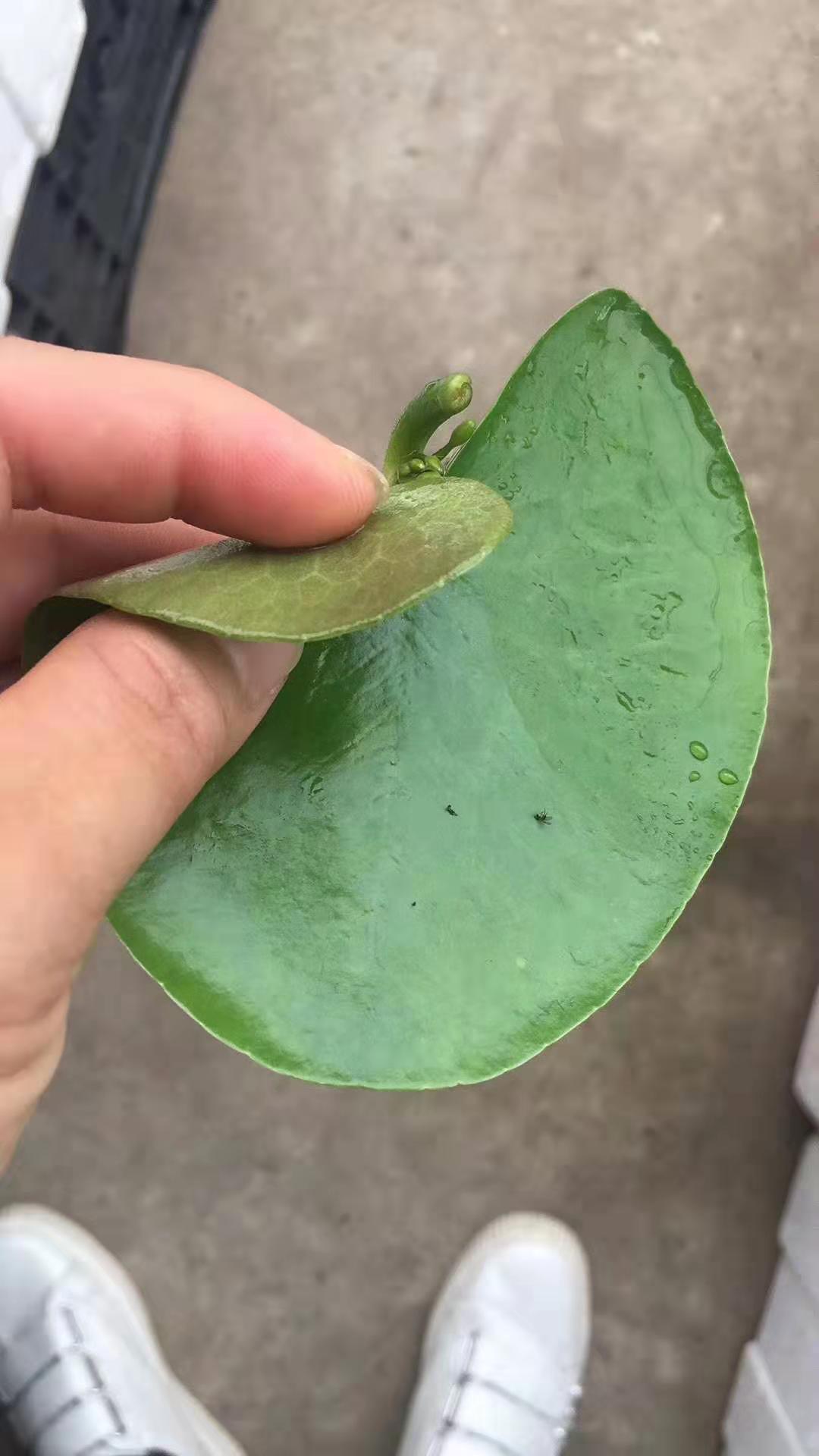 一叶莲一叶莲水培植物心型睡莲碗莲四季开花水生植物懒人植物室内花卉