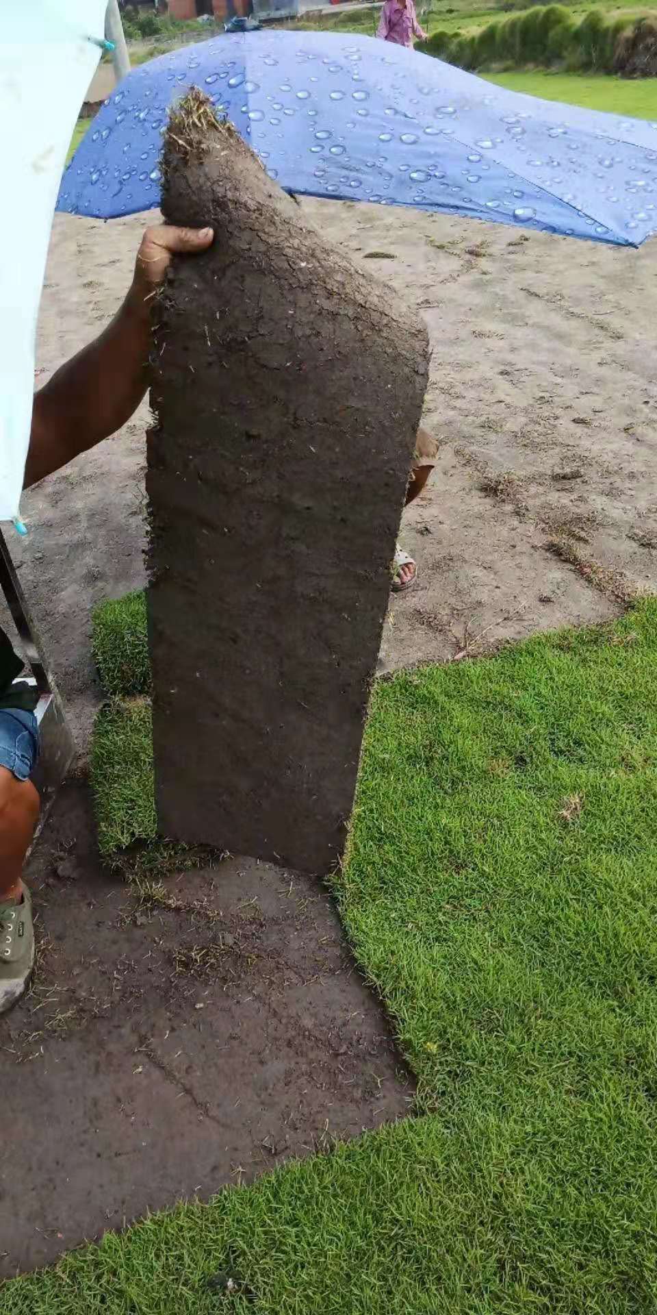 专业培育马尼拉草卷种植基地，湖南优质马尼拉草卷基地批发，湖南马尼拉草卷种植基地