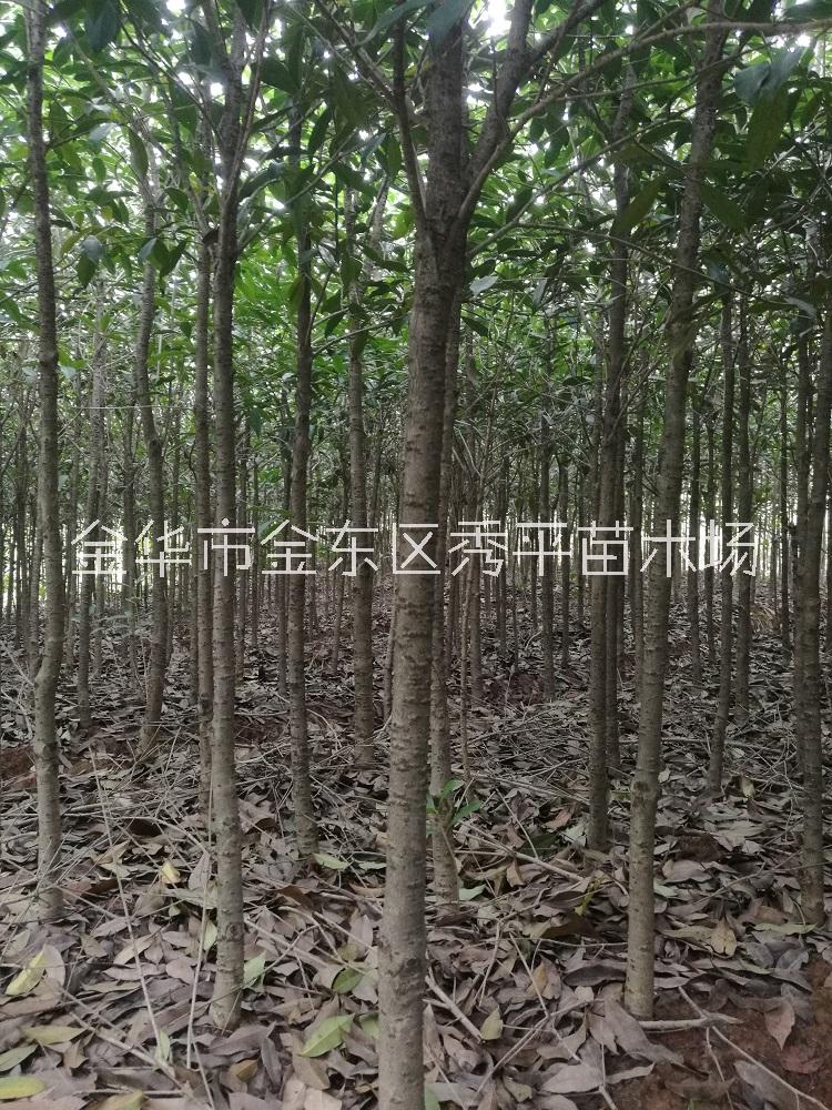 桂花树种植厂家供应图片