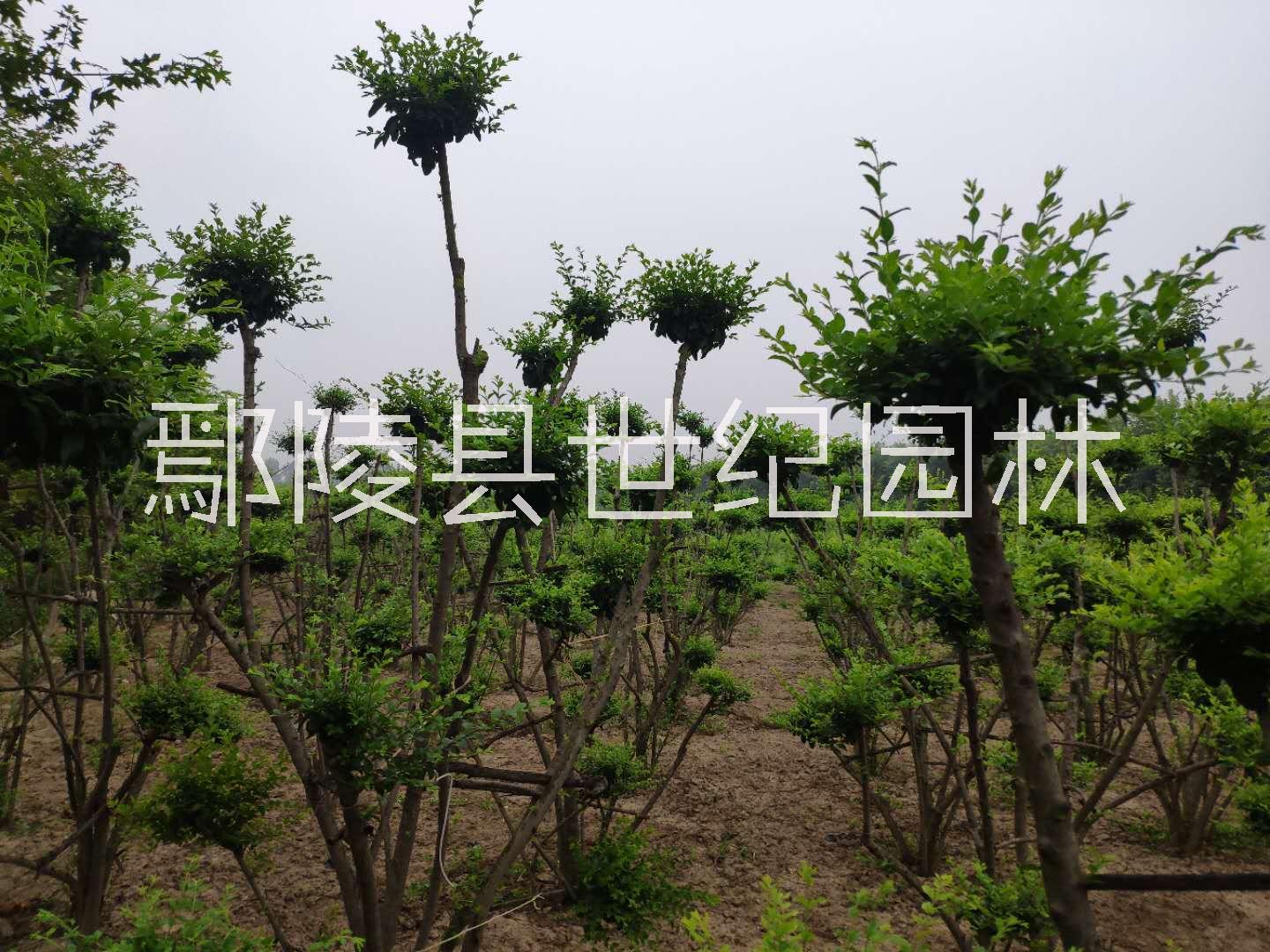 许昌市广西西府海棠种植基地厂家广西西府海棠种植基地，广西西府海棠种植供应商，广西西府海棠种植批发价格