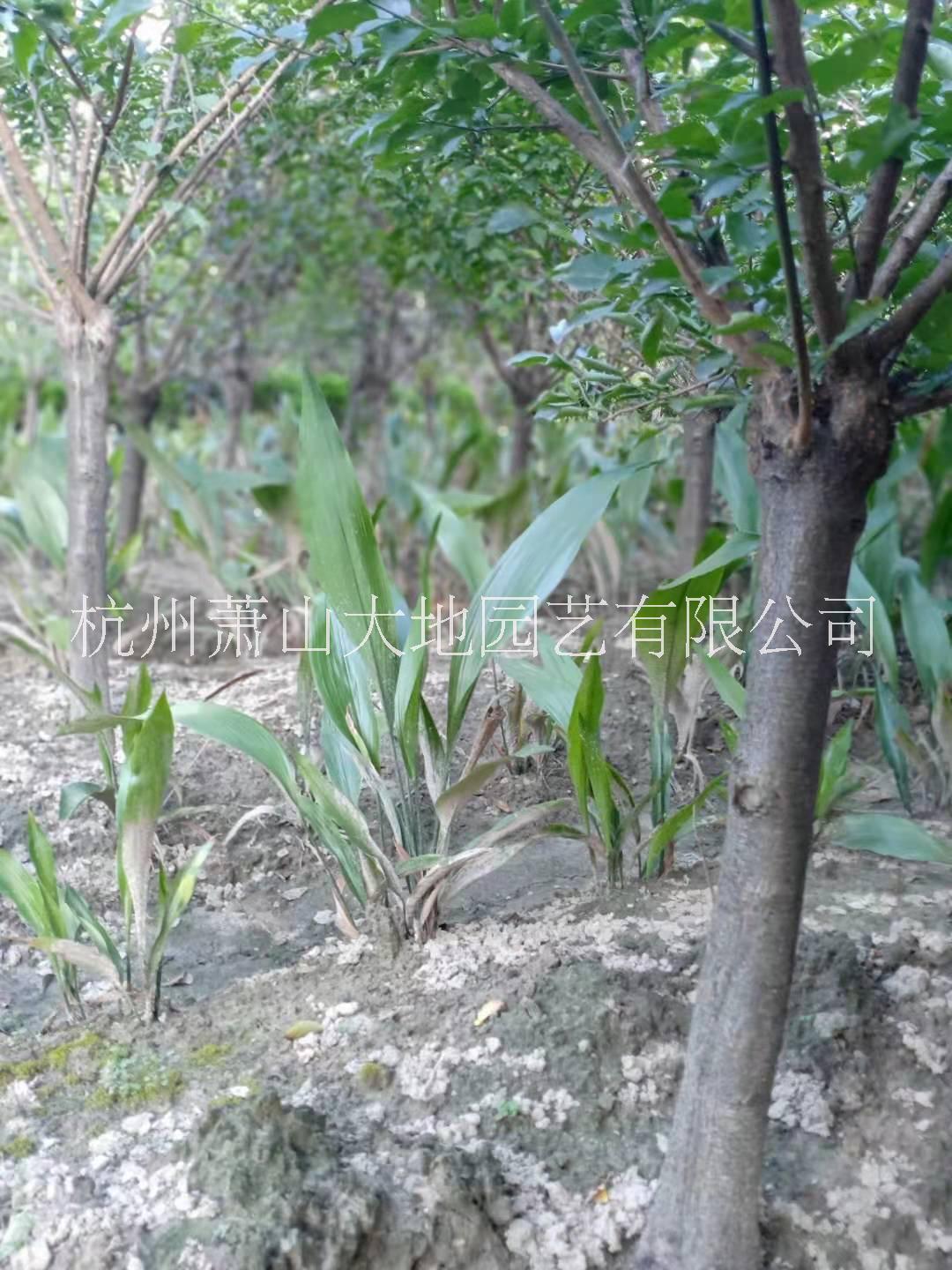 湖北黄杨球厂家、基地、种植基地【杭州萧山大地园艺有限公司】图片