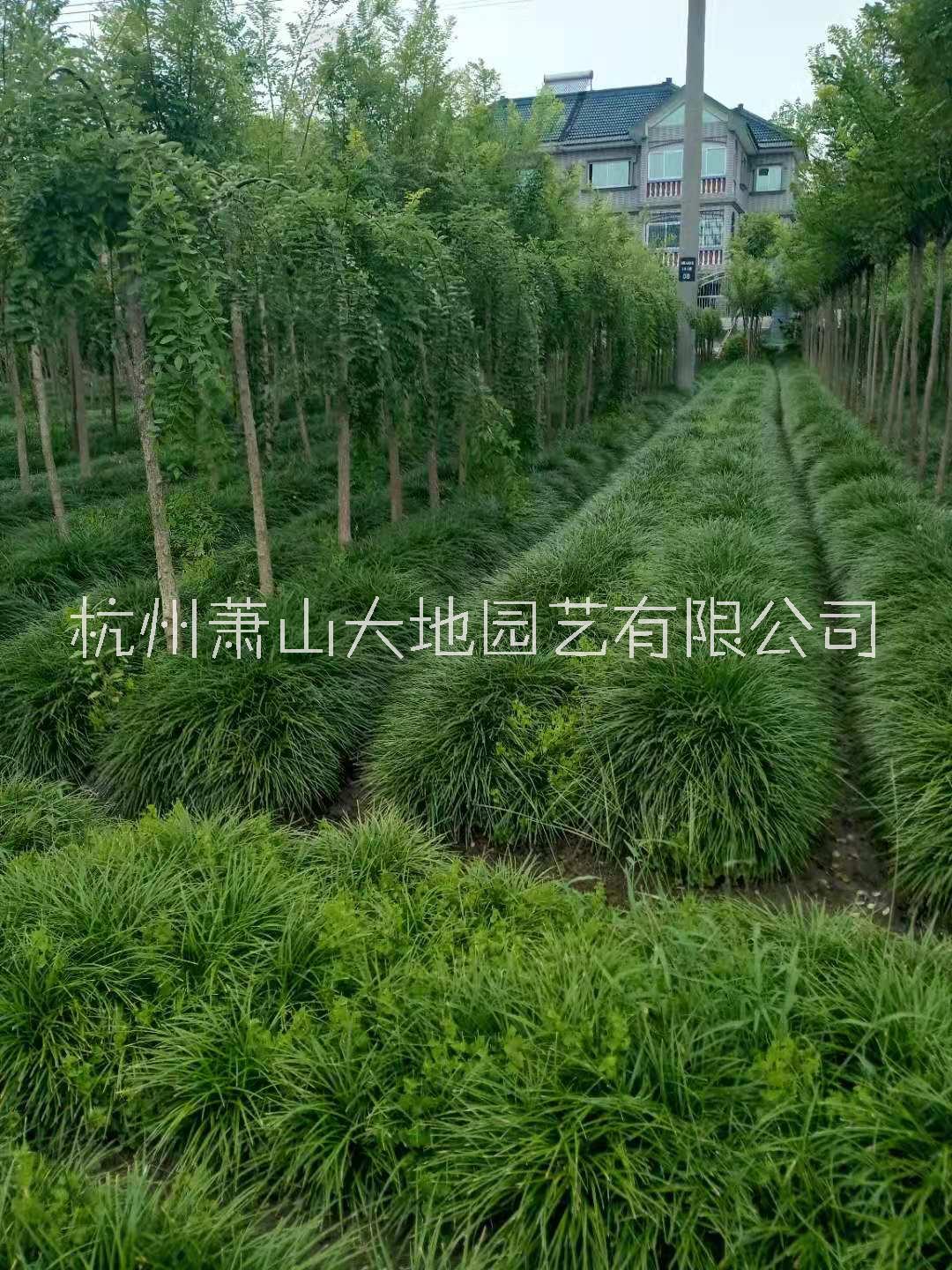 盘槐图片