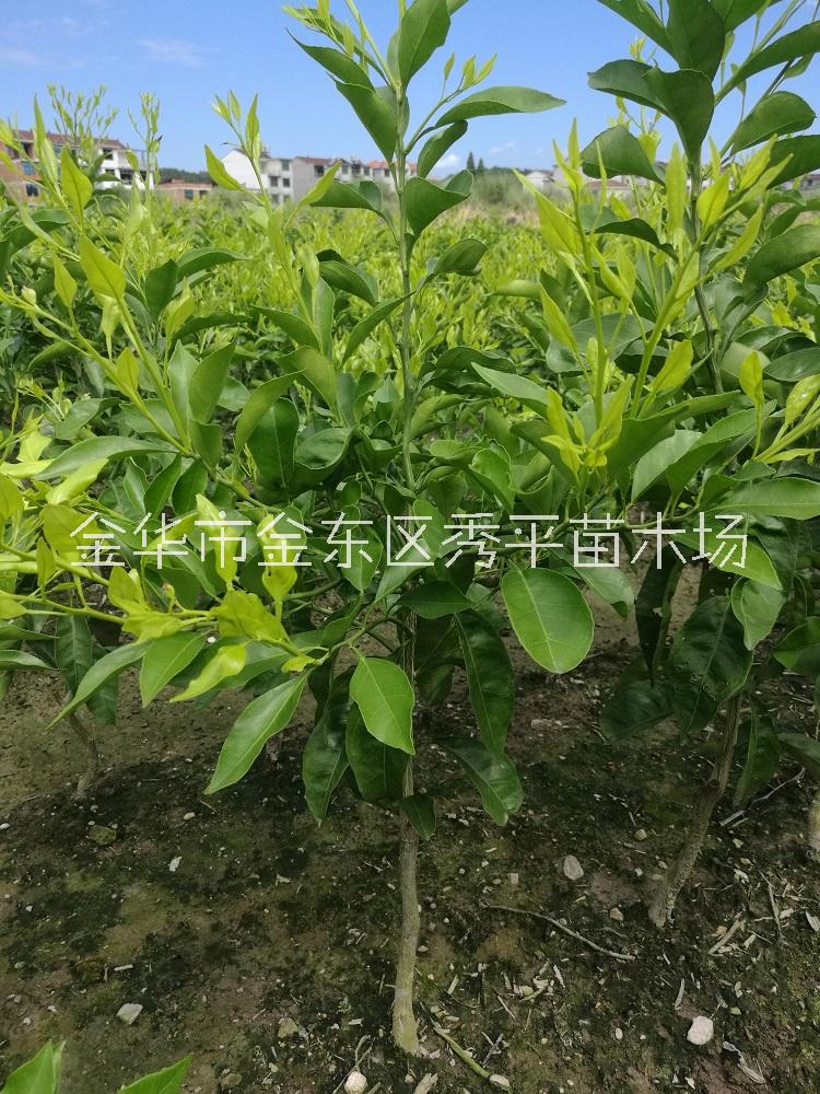 媛小春 春蜜露 綠美人圖片