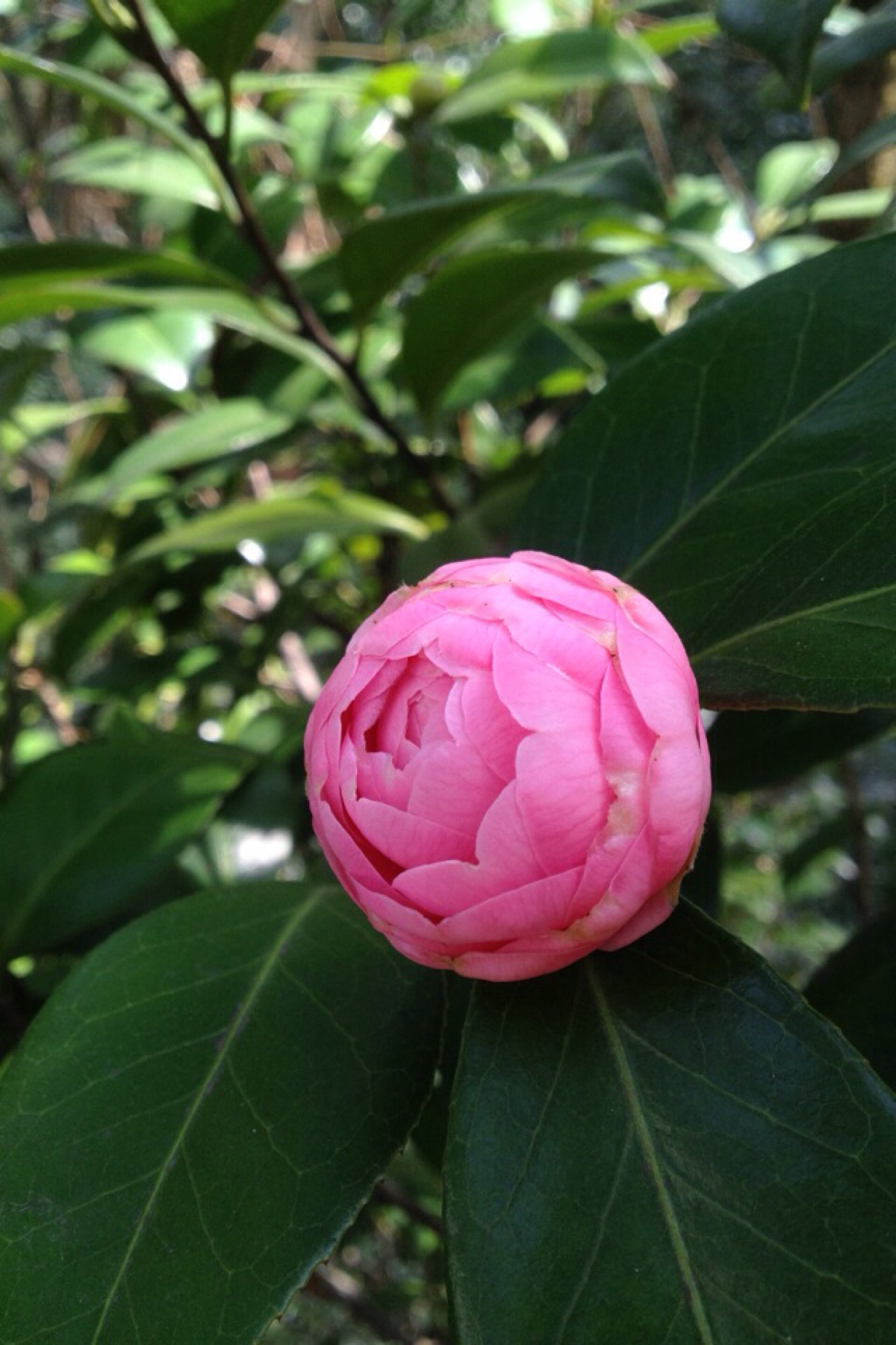 江西茶花种植基地-江西茶花批发价格【友谊草坪苗木基地】图片