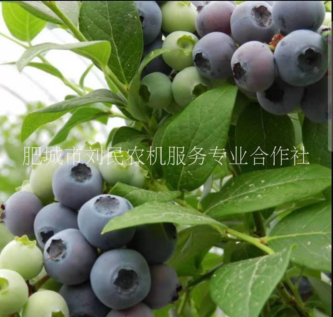 莱格西蓝莓苗 莱格西果实 蓝莓价值 蓝莓培育 莱格西蓝莓苗批发   莱格西蓝莓苗供货商 布里吉塔蓝莓苗供货商