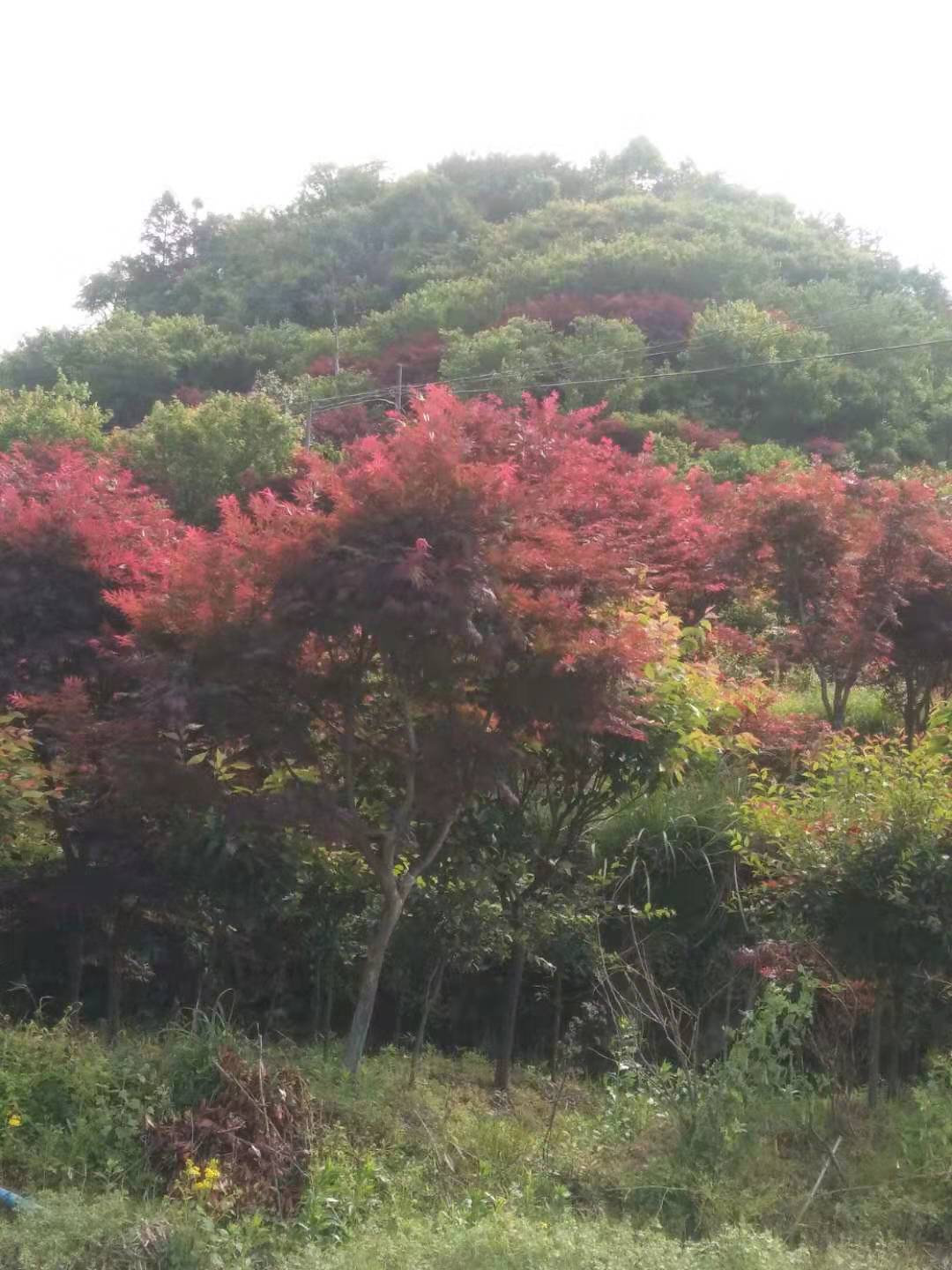 浙江舟山红枫基地-浙江舟山红枫种植批发基地-【新昌春明红豆杉苗木场】图片