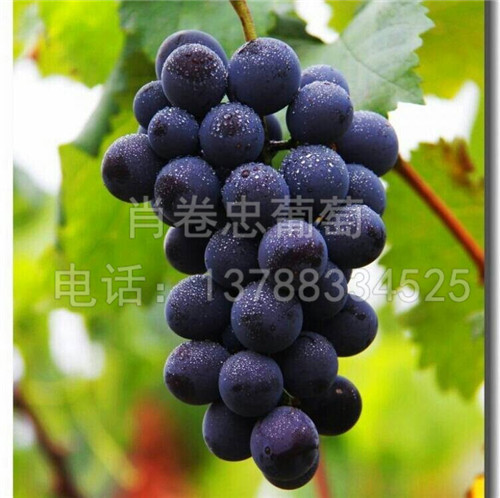 廣西欽州巨峰葡萄