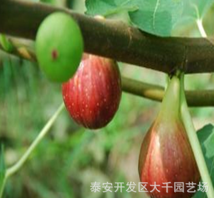 批发无花果种植技术 盆栽无花果树 丰产耐寒 无花果树多少钱