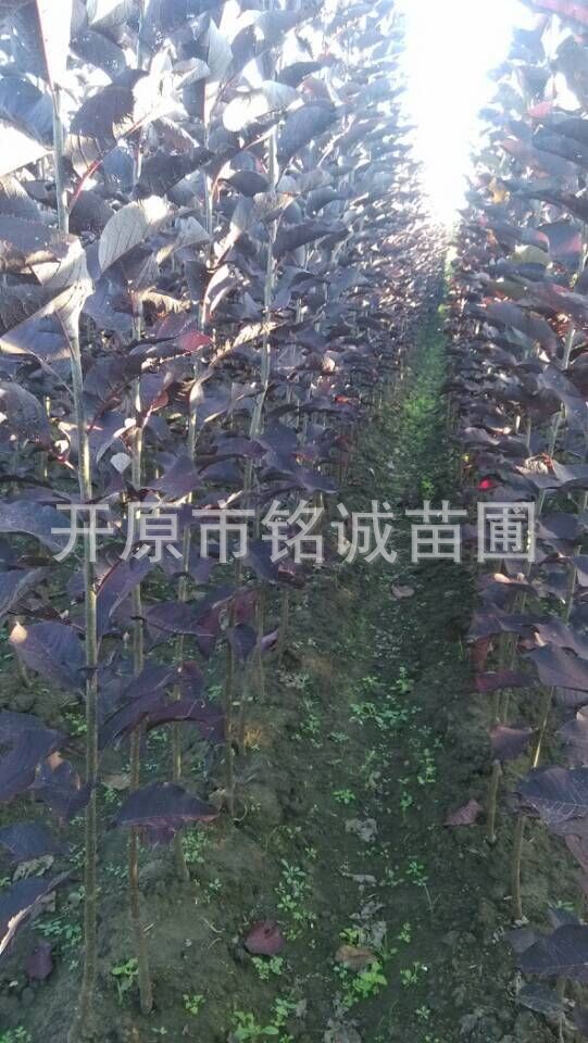 辽宁紫叶稠李基地-辽宁紫叶稠李批发价格-【开原市铭诚苗圃】图片