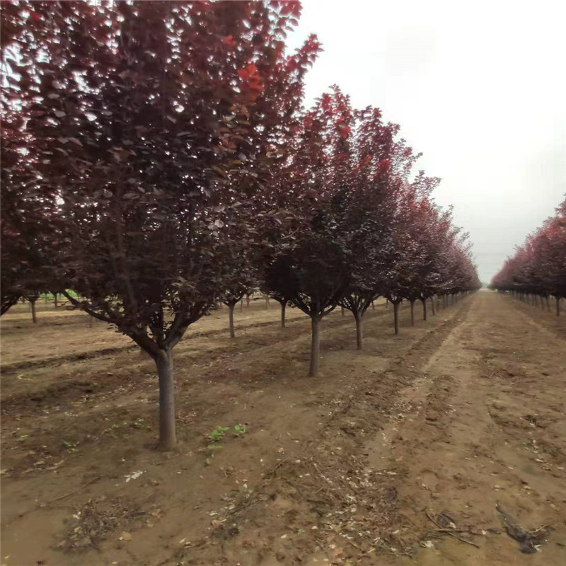 15公分紫葉李圖片