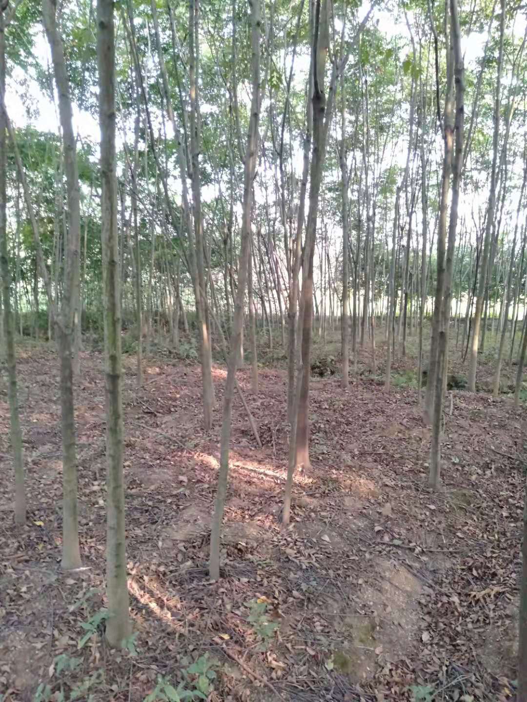 江西栾树基地  栾树苗种植的条件图片