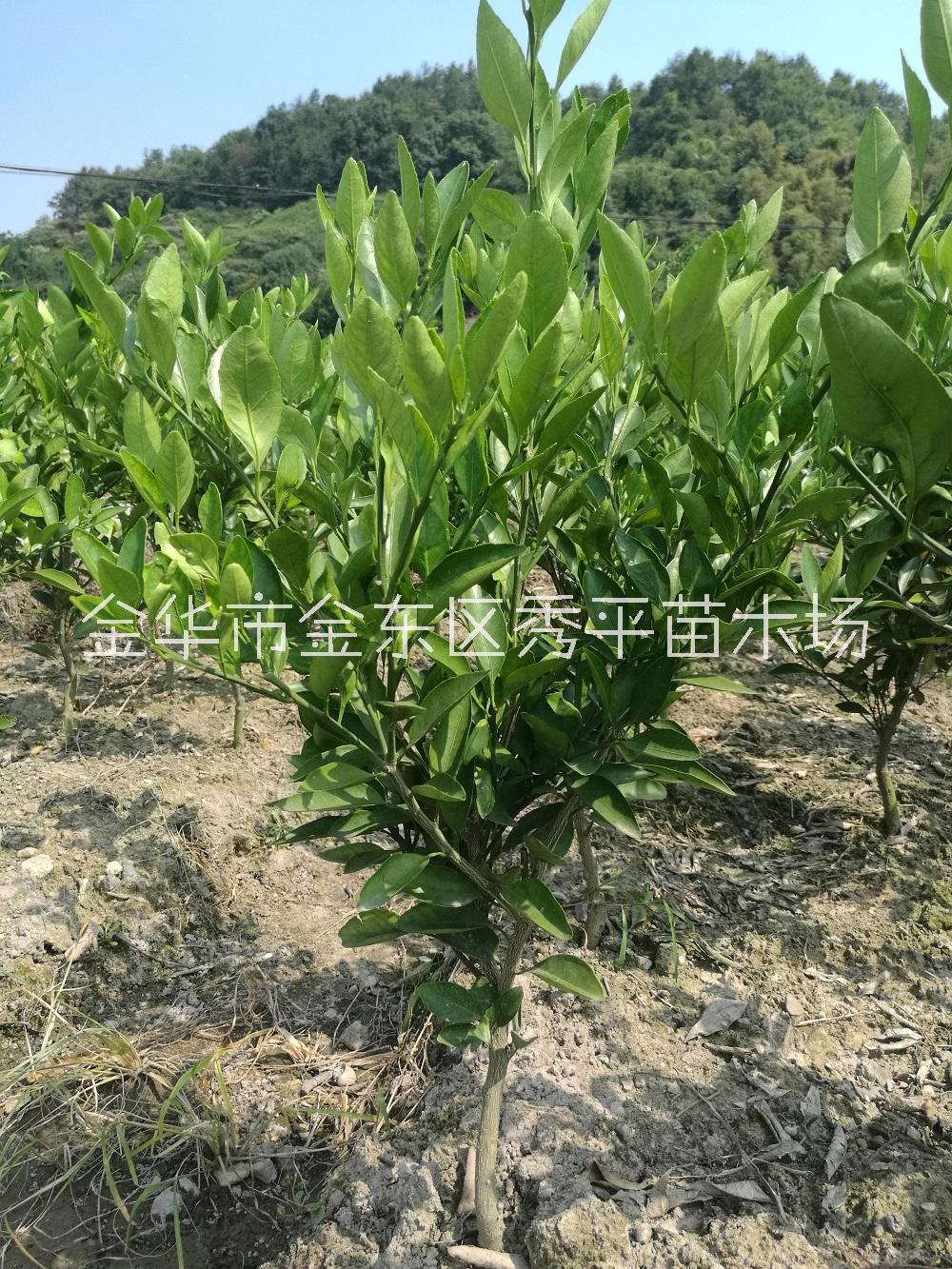 供应由良特早熟柑橘苗 早熟桔子苗 由良特早种植供应报价 浙江金华图片