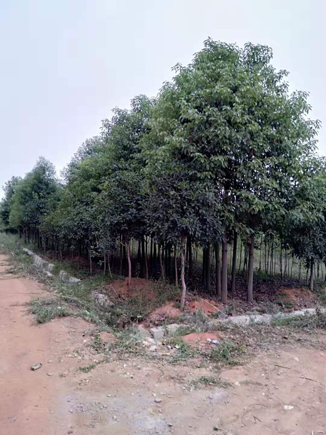 宜春市香樟苗木厂家优质的香樟种植基地  香樟树的价格怎么样？ 香樟苗木直销