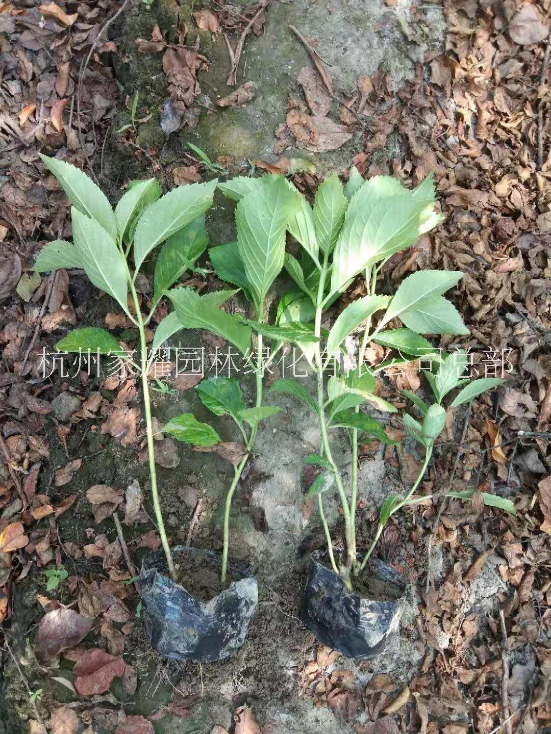 八仙花种植，八仙花价格，八仙花批发，八仙花销售