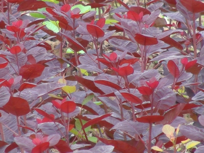 美國紫葉紅櫨圖片