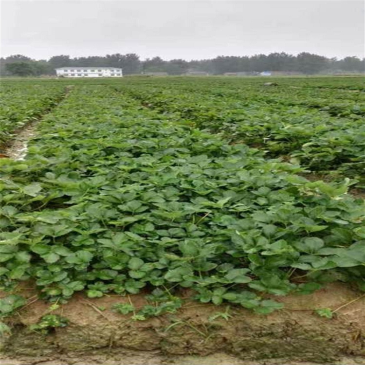 基地直销草莓苗 草莓苗批发 红颜草莓苗价格