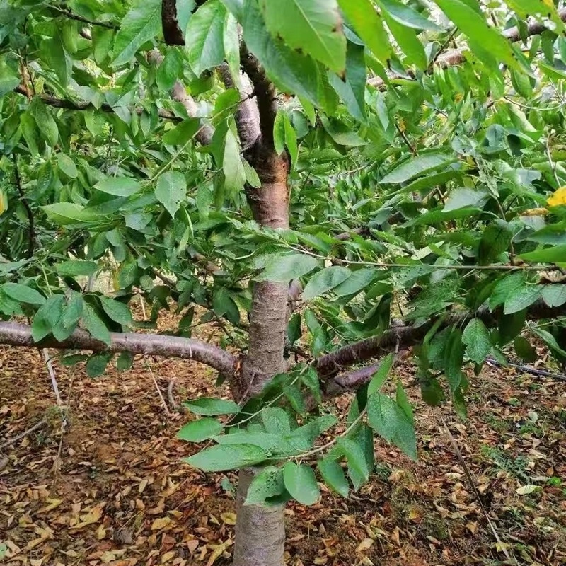 山东泰安桃树苗基地-山东泰安桃树苗批发价格【泰安高新区北集坡海彬园艺场】图片